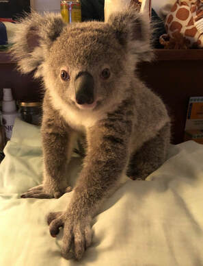Koala Rescue QLD Donation