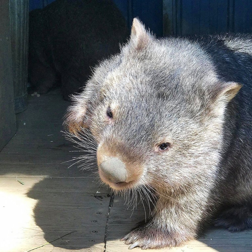 Wombat Protection Society Australia Donation